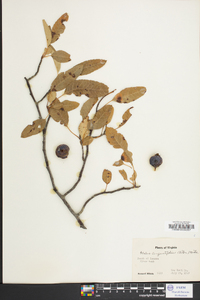 Malus angustifolia image