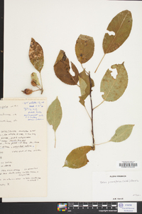 Malus prunifolia image