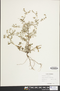 Potentilla argentea image