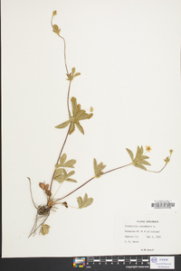 Potentilla canadensis image