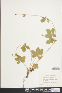 Potentilla canadensis image