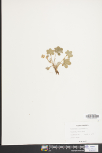 Potentilla canadensis image