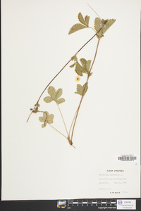 Potentilla canadensis image