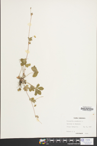 Potentilla canadensis image