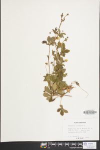 Potentilla canadensis image