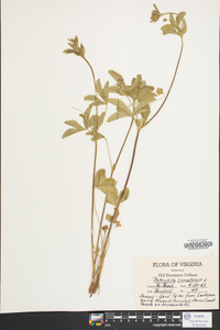 Potentilla canadensis image