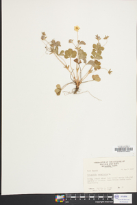 Potentilla canadensis image