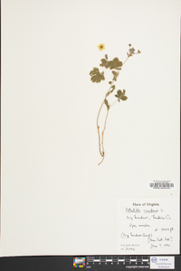 Potentilla canadensis image