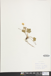 Potentilla canadensis image