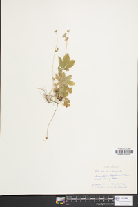 Potentilla canadensis image