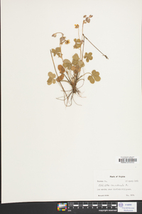 Potentilla canadensis image