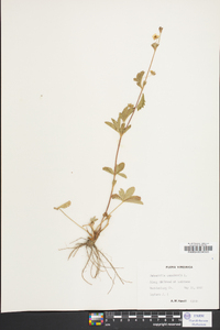 Potentilla canadensis image