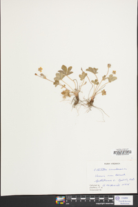 Potentilla canadensis image