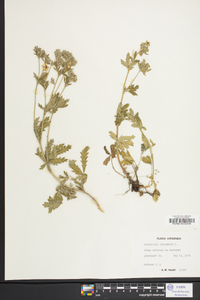 Potentilla intermedia image