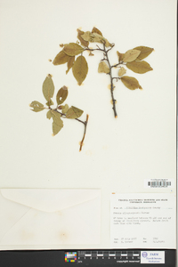 Prunus alleghaniensis image