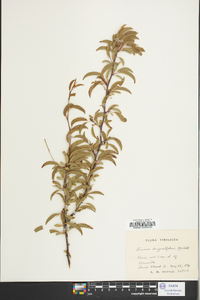 Prunus angustifolia image