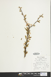 Prunus angustifolia image