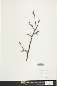 Prunus angustifolia image