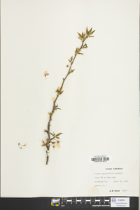 Prunus angustifolia image