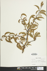 Prunus angustifolia image