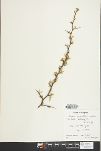 Prunus angustifolia image