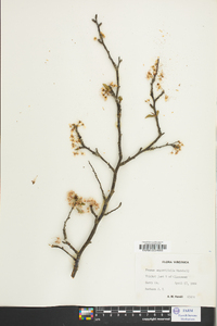 Prunus angustifolia image