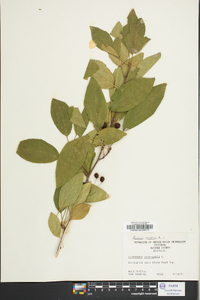 Prunus avium image