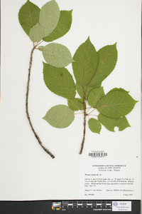 Prunus avium image