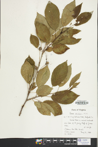 Prunus avium image