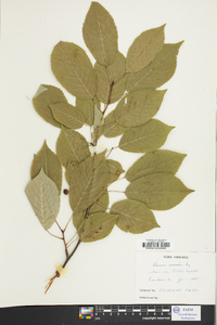 Prunus avium image