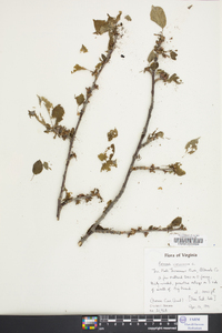 Prunus cerasus image