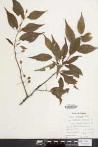 Prunus hortulana image