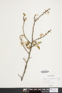 Prunus munsoniana image