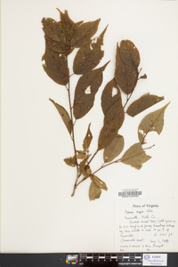 Prunus nigra image