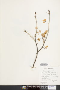 Prunus nigra image