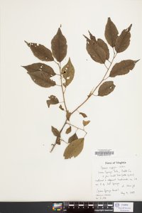 Prunus nigra image