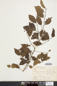 Prunus nigra image