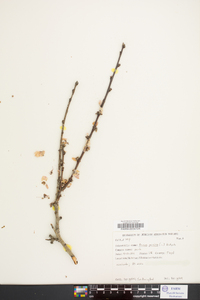 Prunus persica image