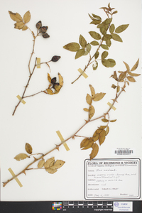 Rosa canina image