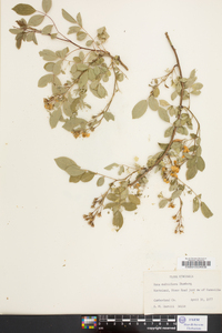 Rosa multiflora image