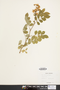 Rosa multiflora image