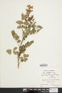 Rosa multiflora image