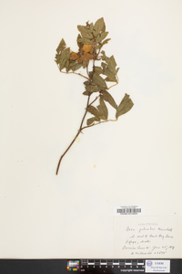 Rosa palustris image