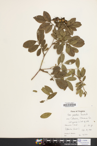 Rosa palustris image