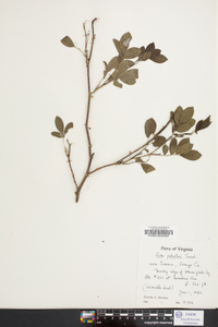 Rosa palustris image