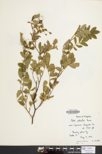 Rosa palustris image