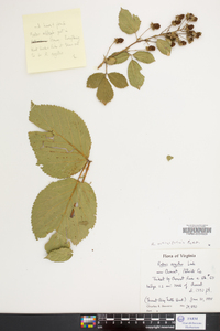 Rubus argutus image