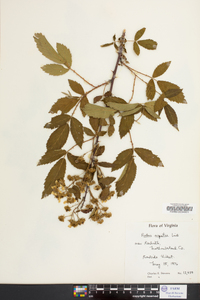 Rubus argutus image