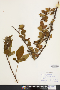 Rubus argutus image