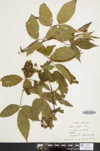 Rubus argutus image